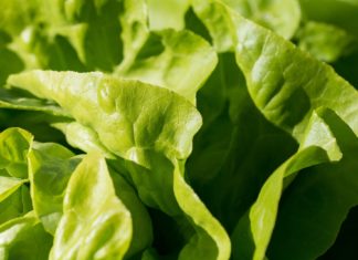 Salad products sold in AL and other states recalled due to possible E. coli contamination