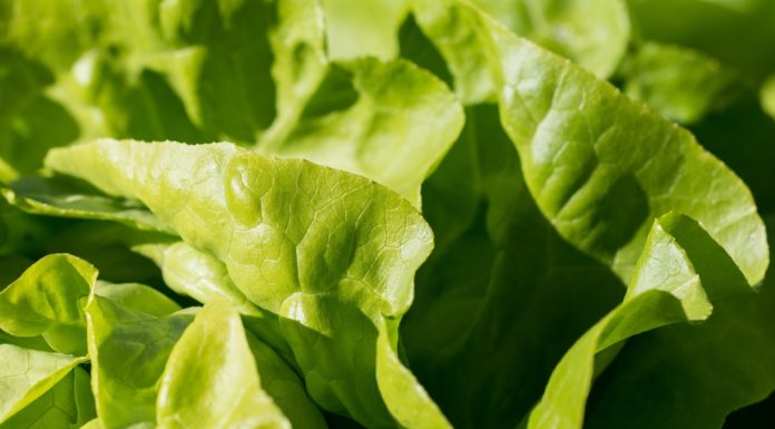 Salad products sold in AL and other states recalled due to possible E. coli contamination