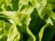 Salad products sold in AL and other states recalled due to possible E. coli contamination