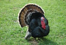 Agriplex kicks off Nov/Dec events with Turkey Time
