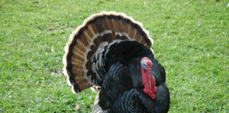 Ivey to host 70th annual Turkey Pardoning Monday