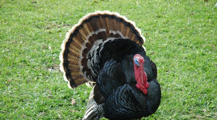 Ivey to host 70th annual Turkey Pardoning Monday