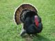 Agriplex kicks off Nov/Dec events with Turkey Time