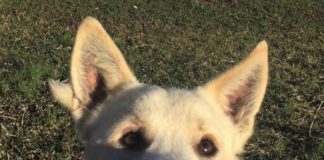 Pet of the Week: Have yourself a Curly little Christmas!