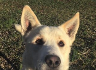 Pet of the Week: Have yourself a Curly little Christmas!