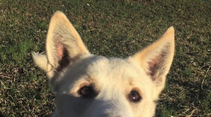 Pet of the Week: Have yourself a Curly little Christmas!