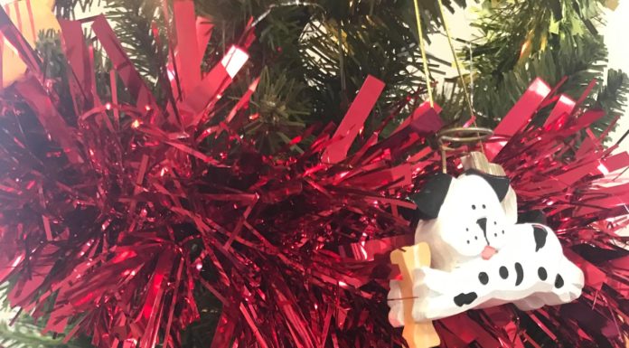 Keeping your pets safe in winter and around holidays