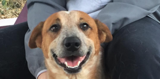 Pet of the Week: Lucas is seeking a home for the holidays, and beyond!