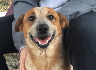 Pet of the Week: Lucas is seeking a home for the holidays, and beyond!