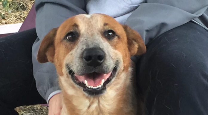 Pet of the Week: Lucas is seeking a home for the holidays, and beyond!