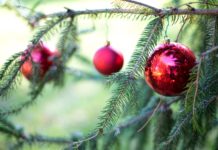 Tips for enjoying a live Christmas tree