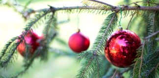 Tips for enjoying a live Christmas tree