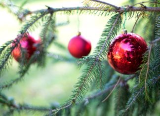Tips for enjoying a live Christmas tree