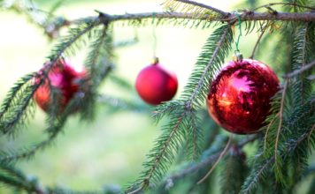 Tips for enjoying a live Christmas tree