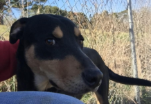 (Bonus) Pet of the Week: Give Bennett a home for the new year!