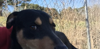 (Bonus) Pet of the Week: Give Bennett a home for the new year!