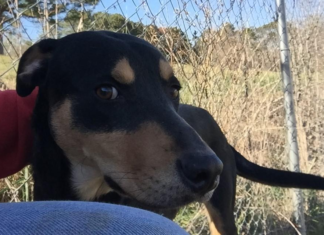 (Bonus) Pet of the Week: Give Bennett a home for the new year!