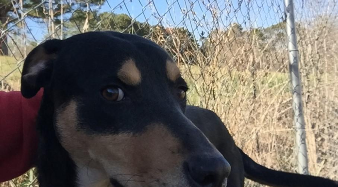 (Bonus) Pet of the Week: Give Bennett a home for the new year!