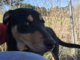 (Bonus) Pet of the Week: Give Bennett a home for the new year!