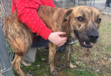 Pet of the Week: Asher wants a happy new year!