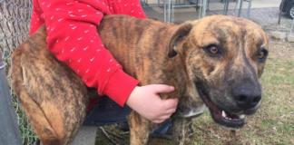 Pet of the Week: Asher wants a happy new year!