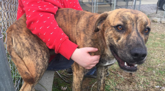 Pet of the Week: Asher wants a happy new year!