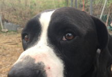 (Bonus) Pet of the Week: Have yourself a merry little Bob!