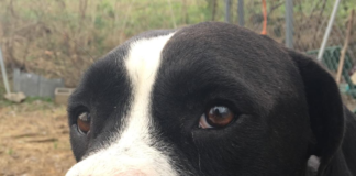 (Bonus) Pet of the Week: Have yourself a merry little Bob!