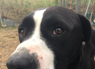 (Bonus) Pet of the Week: Have yourself a merry little Bob!