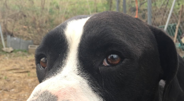 (Bonus) Pet of the Week: Have yourself a merry little Bob!