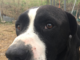 (Bonus) Pet of the Week: Have yourself a merry little Bob!