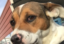 Pet of the Week: Sparkle is looking for someone to help her shine