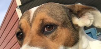 Pet of the Week: Sparkle is looking for someone to help her shine