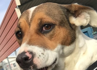 Pet of the Week: Sparkle is looking for someone to help her shine