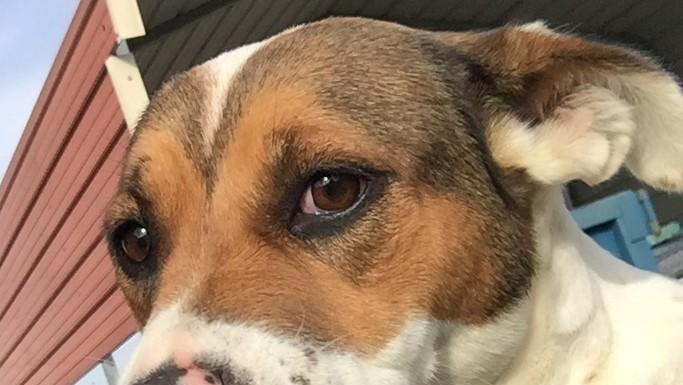 Pet of the Week: Sparkle is looking for someone to help her shine