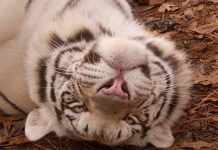 See big cats, bears at Tigers for Tomorrow