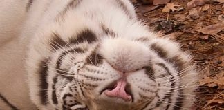 See big cats, bears at Tigers for Tomorrow