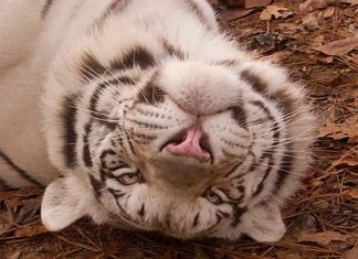 See big cats, bears at Tigers for Tomorrow