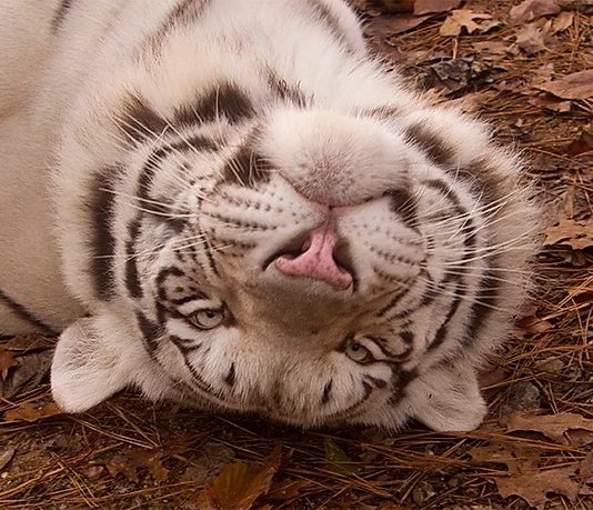 See big cats, bears at Tigers for Tomorrow