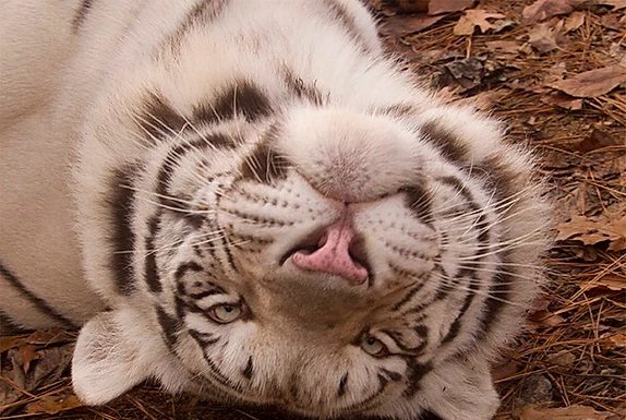 See big cats, bears at Tigers for Tomorrow