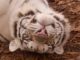 See big cats, bears at Tigers for Tomorrow