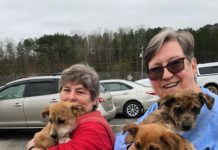 End of year reports: CAAWA helps hundreds of animals in 2019