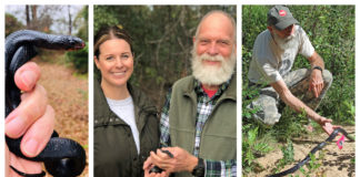 First wild eastern indigo snake found in Alabama in 60 years