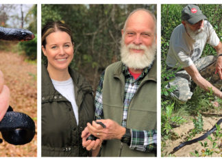 First wild eastern indigo snake found in Alabama in 60 years