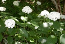 Cullman Forestry Planning Committee plant sale Feb. 20