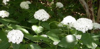 Cullman Forestry Planning Committee plant sale Feb. 20