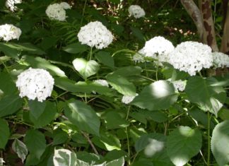 Cullman Forestry Planning Committee plant sale Feb. 20