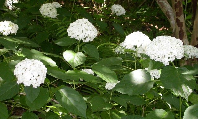 Cullman Forestry Planning Committee plant sale Feb. 20