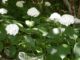 Cullman Forestry Planning Committee plant sale Feb. 20