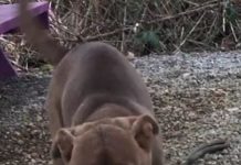 (Bonus) Pet of the Week: Refresh yourself with a Sprite!